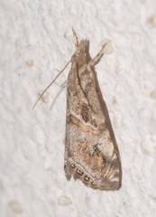 Euchromius cambridgei