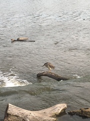 Nycticorax nycticorax