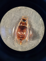 Enochrus hamiltoni