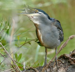Serranochromis meridianus