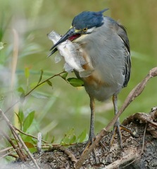 Serranochromis meridianus
