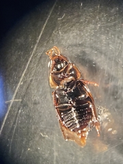 Enochrus hamiltoni