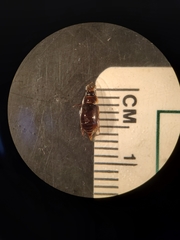Enochrus hamiltoni