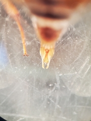 Enochrus hamiltoni