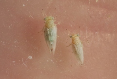 Craspedolepta minutissima