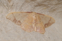 Idaea ostrinaria