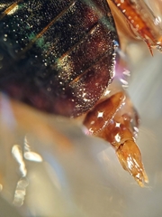 Enochrus hamiltoni