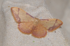 Idaea ostrinaria