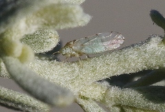 Craspedolepta minutissima