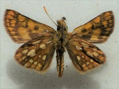Carterocephalus