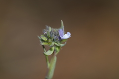 Linaria micrantha