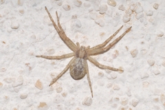 Pulchellodromus pulchellus