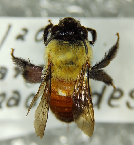 Thygater rubricata