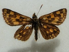 Carterocephalus