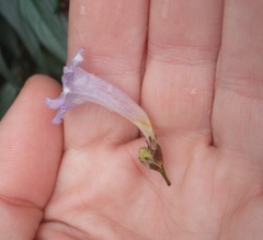 Strobilanthes anisophyllus