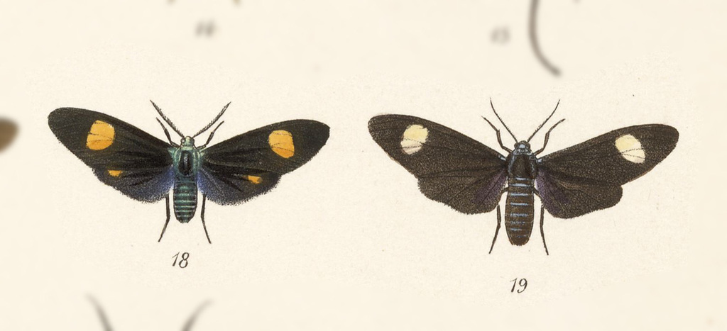 Cyanopepla xenodice