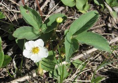 Fragaria virginiana glauca