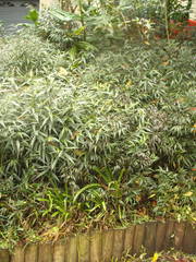 Strobilanthes anisophyllus