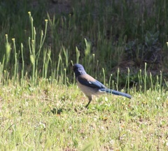Aphelocoma californica