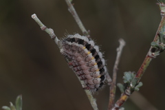 Zygaena rhadamanthus