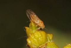 Trioza phoradendri