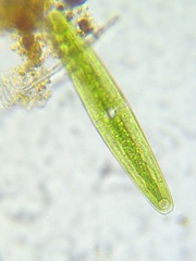 Closterium navicula