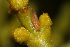 Trioza phoradendri