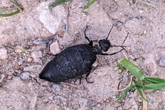Meloe mediterraneus