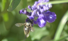 Megachile