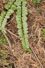 Asplenium adulterinum