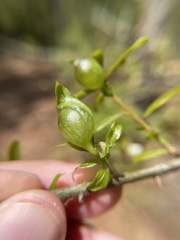 Dryocosmus quercuslaurifoliae