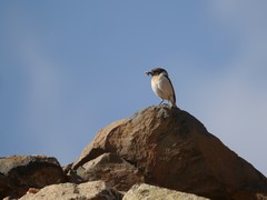 Saxicola dacotiae