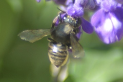 Megachile