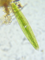 Closterium navicula