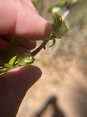Dryocosmus quercuslaurifoliae