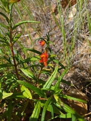 Diplacus parviflorus