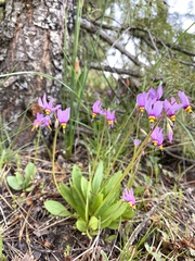 Primula pauciflora cusickii