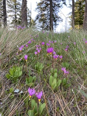 Primula pauciflora cusickii