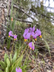 Primula pauciflora cusickii