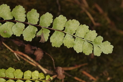 Asplenium adulterinum
