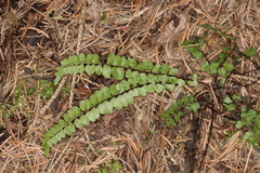 Asplenium adulterinum