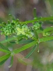 Galium catalinense catalinense