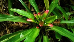 Nidularium innocentii