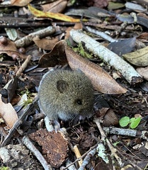 Abrothrix olivacea