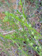 Galium catalinense catalinense