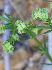 Galium catalinense catalinense