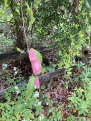 Bignonia