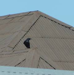 Corvus corax