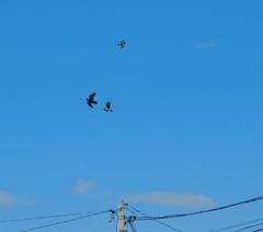 Corvus corax