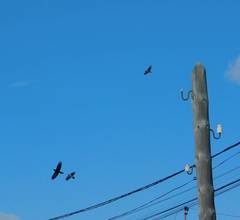 Corvus corax